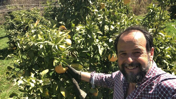 Paco Canet durante la recogida de naranjas