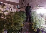 Endesa desconecta cada día siete enganches ilegales a la luz por cultivo de marihuana en Málaga