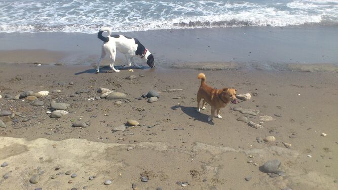 Dos perros en un playa.