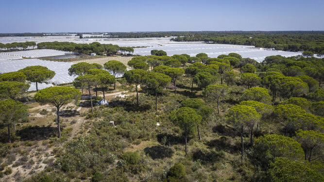 Imagen aérea de cultivos de frutos rojos en el entorno de Doñana.