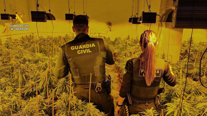 Agentes de la Guardia Civil, en una plantación de marihuana.
