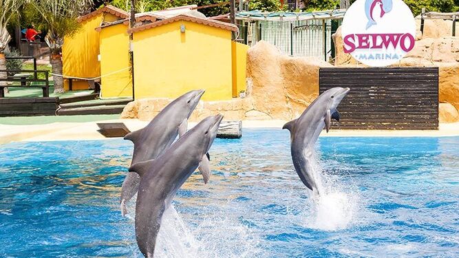 Delfines en Selwo Marina.