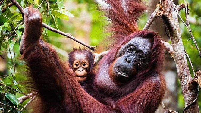 WWF advierte del riesgo de extinción de nuevas especies descubiertas en Sudeste Asiático