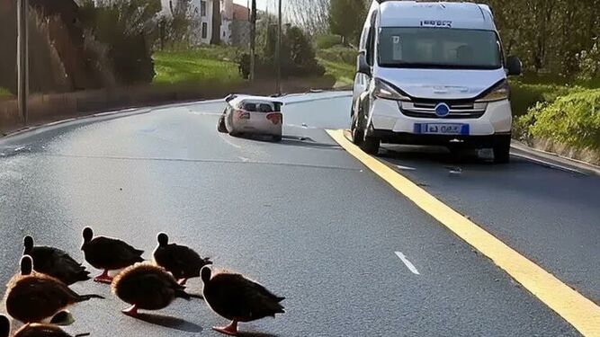 Una conductora detiene el tráfico para ayudar a unos patos a cruzar la carretera y se vuelve viral