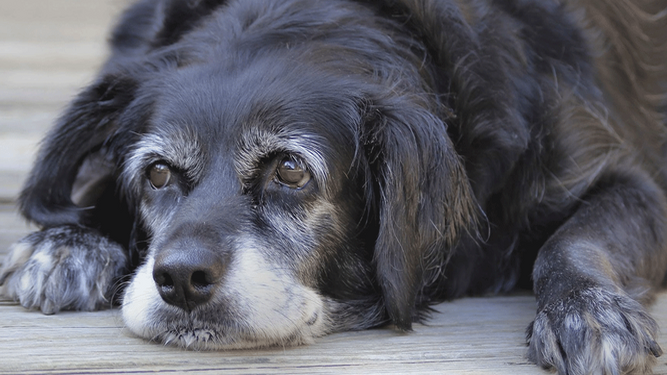 Cinco consejos para los perros ancianos