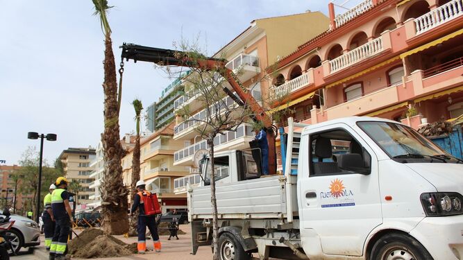 Los operarios municipales plantando una de las palmeras.