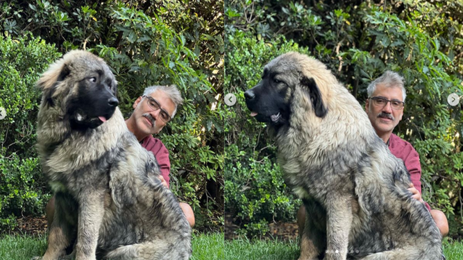 El asombroso perro gigante del cantante Alejandro Fernández conquista las redes