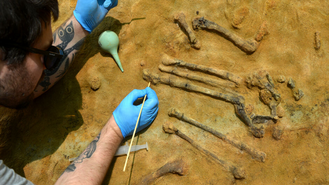 Hallan el esqueleto completo de un ave de hace 3,1 millones de años en Girona