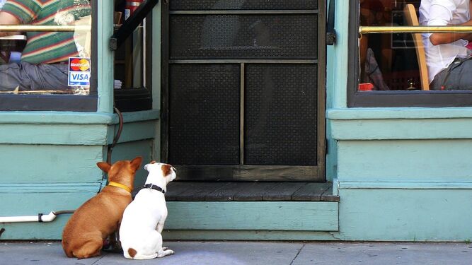 Dos perros esperan en la puerta de un restaurante.