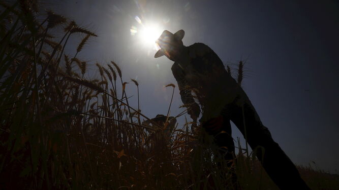 El segundo muerto por la primera ola de calor del verano en España también era agricultor.