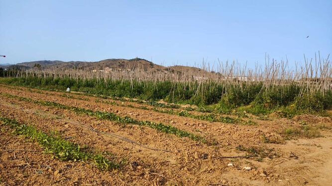 Cultivos del Valle del Guadalhorce.