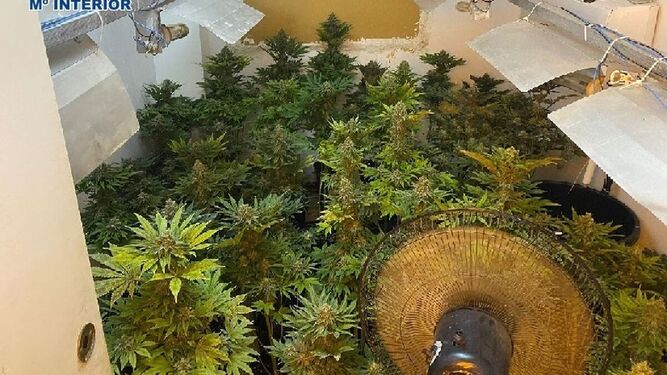 Cultivo de marihuana encontrado en una vivienda de Málaga capital.