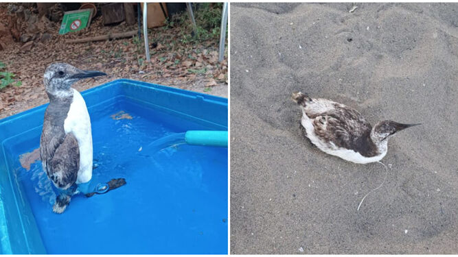 El Arao común, conocido como 'pingüino gallego', rescatado en la playa de La Carihuela.