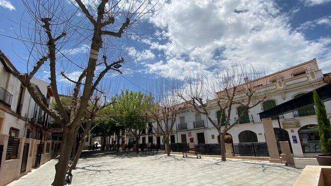 Árboles ya sin vida en la plaza José Díaz Mena de Arriate.