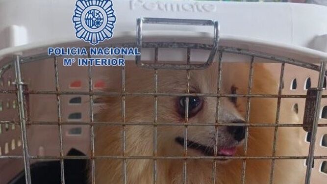 Uno de los animales rescatados del criadero ilegal en Mijas