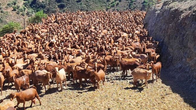 Explotación de ganado caprino en Málaga.