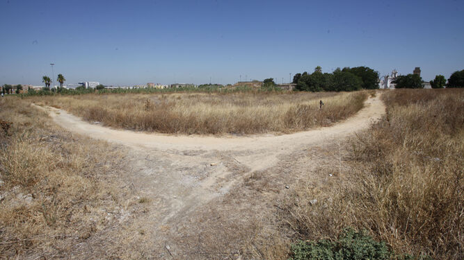 Una vía pecuaria situada en la provincia de Sevilla.