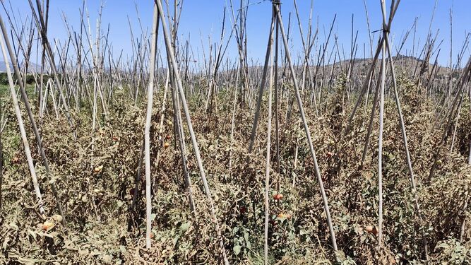 Cultivos de tomates del Guadalhorce secos por la falta de agua y las altas temperaturas.