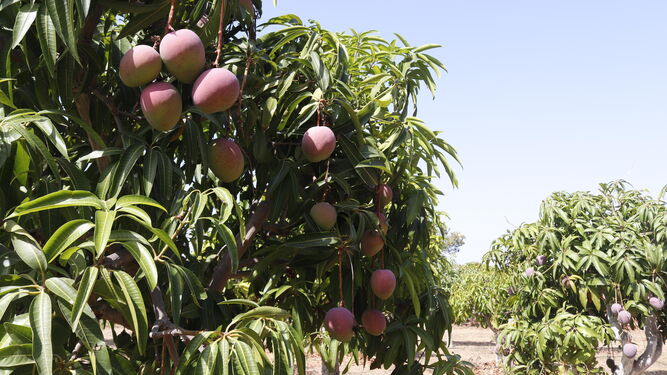 Árboles cargados de mangos en la Axarquía en una imagen de archivo.