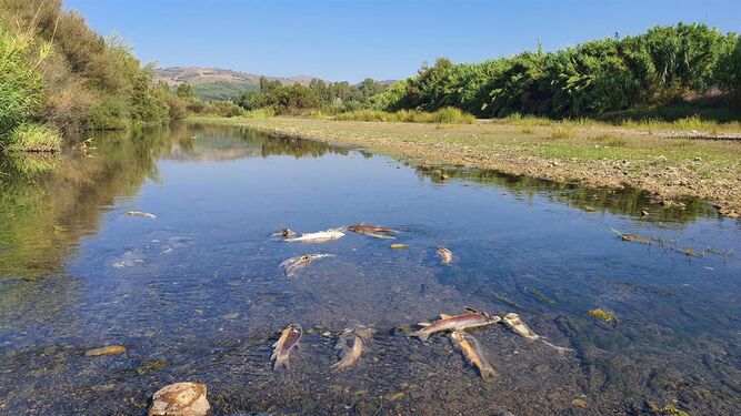 Peces muertos en el río Gudiaro.