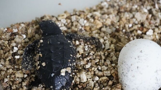 Una de las crías de tortuga nacidas en Málaga.