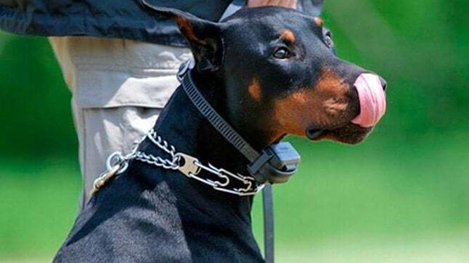 Collares para perros prohibidos con la Nueva Ley de Bienestar Animal