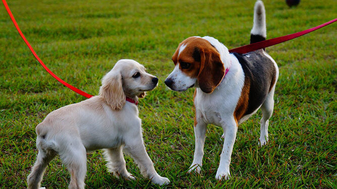 El curso obligatorio para perros tampoco entrará en vigor todavía en la ley de bienestar animal