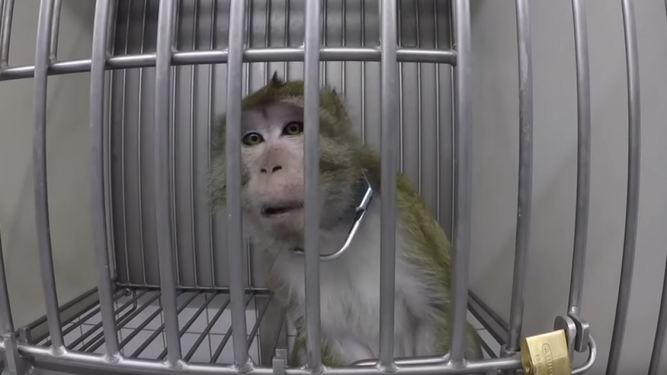 Acusan a la empresa de Musk Neuralink de maltrato animal tras muerte de monos