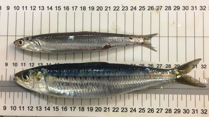 Ejemplares adultos de sardina y boquerón  sobre el ictiómetro