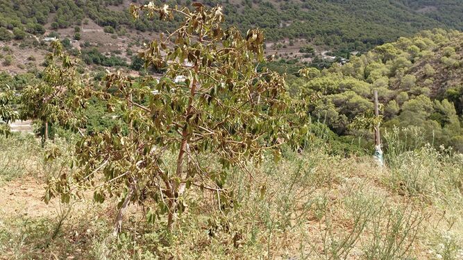 Cultivos del Valle del Guadalhorce afectados por la sequía.