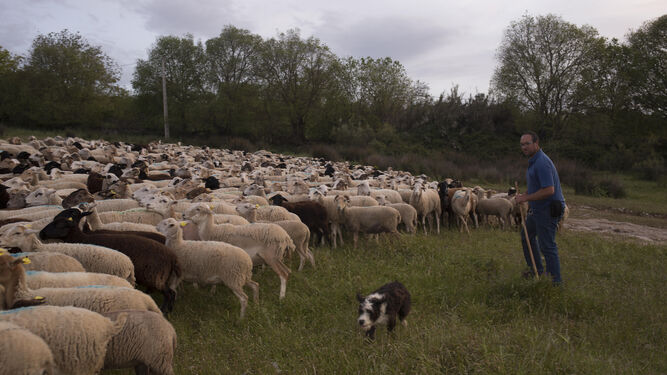 Un pastor de ovejas en la Serranía de Ronda.