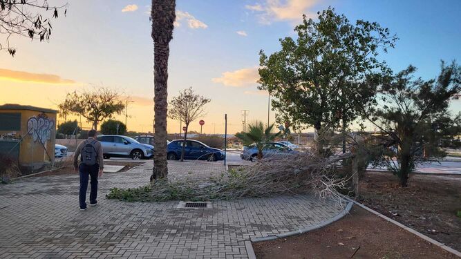 Caída de un árbol registrada en una calle de Málaga capital