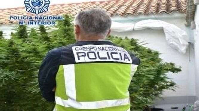 Un agente de la Policía Nacional en otra operación contra el cultivo de marihuana