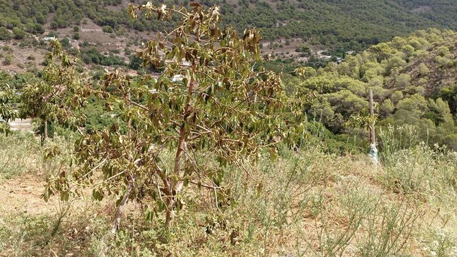 Un cultivo de la zona del Guadalhorce, que mantiene la situación de excepcional sequía