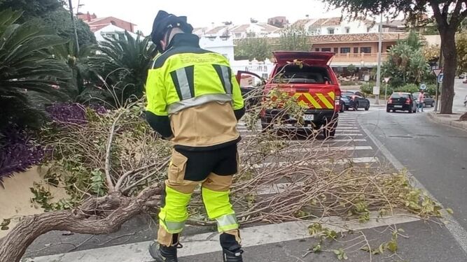 Bomberos en Benalmádena retirando restos de ramas caídas por el viento.