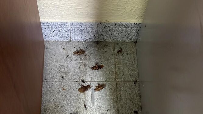 Imagen aportada por CSIF de la presencia de cucarachas en el centro de salud de Cártama