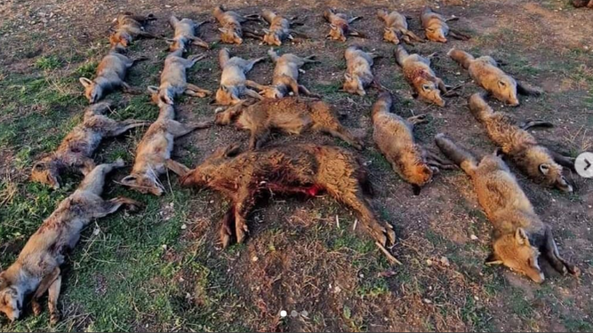 Un grupo de cazadores mata 20 zorros y sube a redes la foto con la frase: "Hemos limpiado el coto de alimañas"
