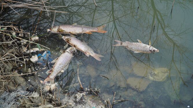 Varios de los ejemplares que han sido encontrados muertos en la Laguna de la Barrera