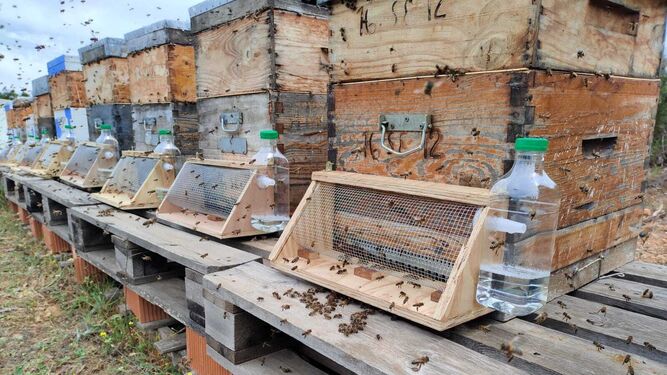 Trampas contra el avispón asiático en una explotación de apicultura en Málaga.