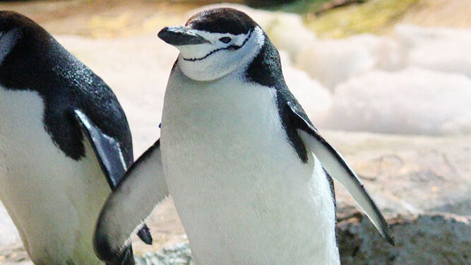 Los pingüinos barbijo que anidan duermen 11 horas al día pero en microsueños de 4 segundos