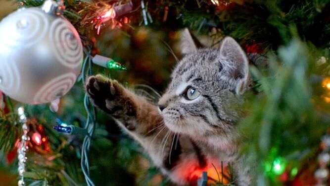 Cómo decorar tu árbol de Navidad sin peligro para tu mascota