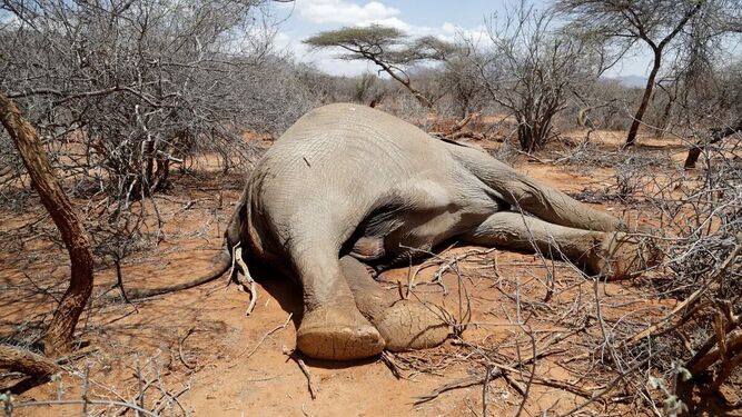 Mueren al menos cien elefantes por falta de agua en los últimos tres meses en Zimbabue