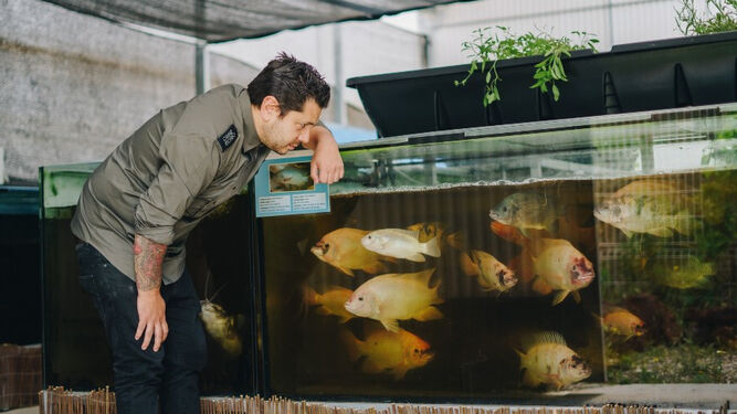 Diego Gallego observa algunos de los peces que producen.