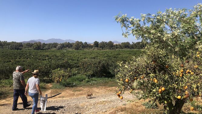 Un campo de naranjos en el Valle del Guadalhorce.