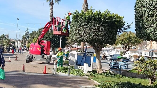 Varios empleados de UTE Rincón Victoria podando un árbol en el paseo marítimo de La Cala del Moral