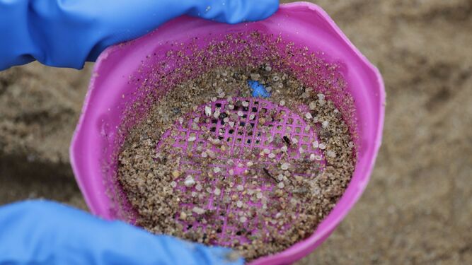 Una voluntaria muestra restos de pellets de plástico tras hacer una batida en la arena