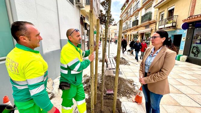 La plantación de magnolios en la calle Camino de Málaga de Vélez-Málaga