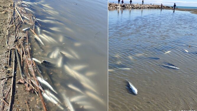 Cientos de peces muertos aparecen en la desembocadura del río Guadalhorce
