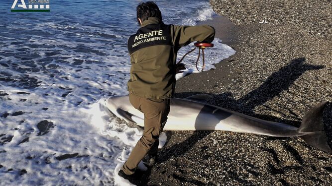 Un agente de Medio Ambiente de la Junta atendiendo al delfín varado