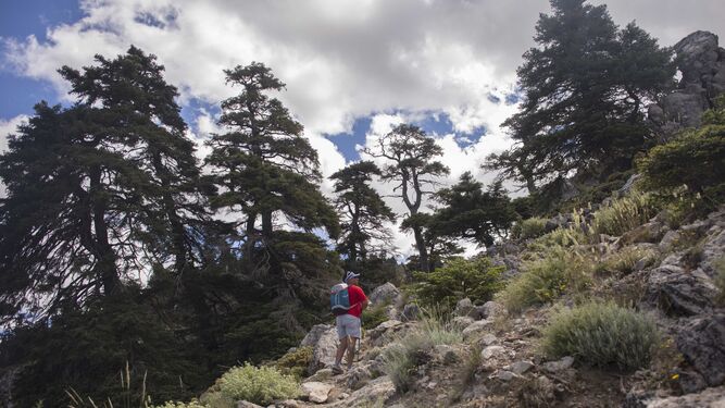 Pinsapos del Parque Nacional Sierra de las Nieves